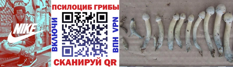 darknet Telegram  Белинский  Псилоцибиновые грибы Cubensis  сколько стоит  kraken tor 